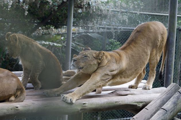 Esses animais, em ambiente natural, vivem em grupos que podem chegar a até 40 indivíduos. Seu comportamento é uma exceção entre os felinos, que normalmente são 