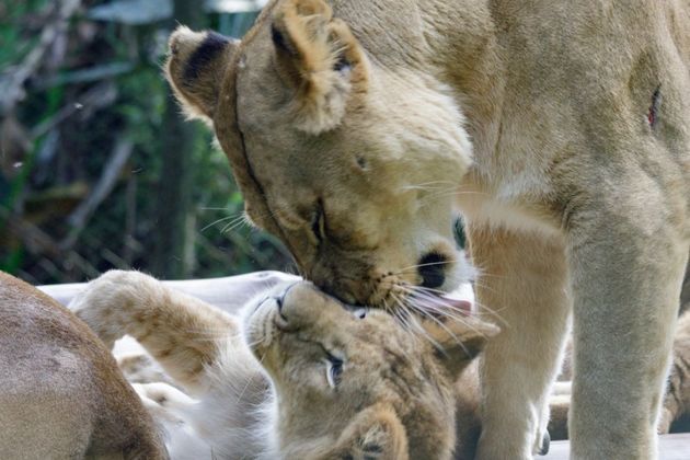 Erindi tem 9 anos e chegou a SP proveniente do Gaia Zoo, na Holanda. Já Iduma tem 8 anos e nasceu em Lory Park Zoo, na África do Sul. Nairóbi, Luanda e Malawi são as irmãs mais novas de Aisha e Amira. Nasceram no Zoológico de São Paulo e têm 3 anos