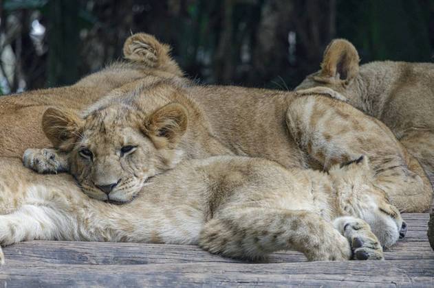  A análise, que indica o histórico de parentesco de cada um dos leões, foi possível porque o zoológico é membro do Species360, uma plataforma científica de gerenciamento de dados dos animais, que vivem em mais de mil unidades em 90 países. 