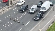 Família ganso na pista: aves param trânsito, mas encantam motoristas 