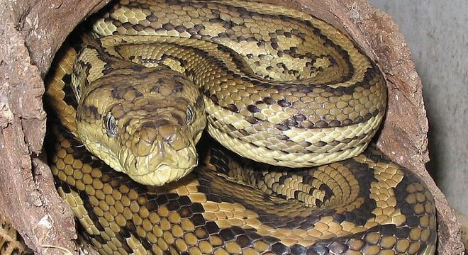 Padrão encontrado nos cogumelos se assemelhava ao de uma píton-carpete