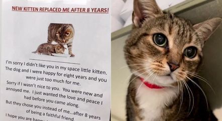 Família troca gata por filhote após oito anos e a abandona em abrigo