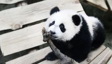 Zoológico na Holanda descobre que panda gigante é fêmea e não macho