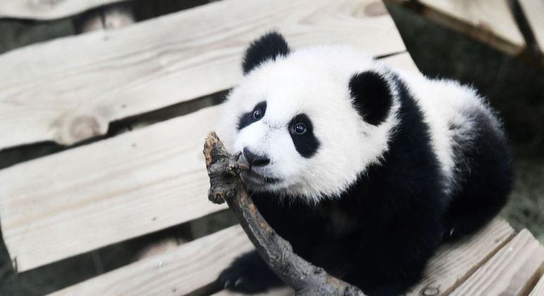Fan Xing, que vive em um zoológico na Holanda, é fêmea