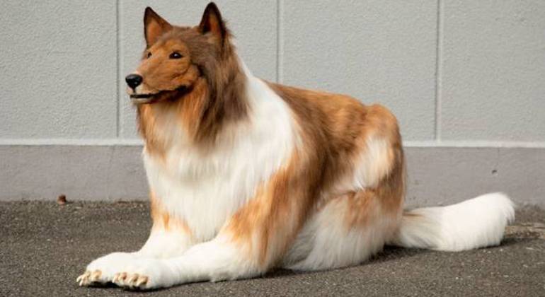 A fantasia de collie criada especialmente para Toco