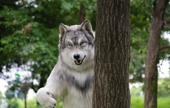 De dia, Toru é inspetor de rodovias e avalia a segurança das ruas japonesas. Mas em eventos especiais, Toru bebe cerveja com os amigos... e se veste de lobo