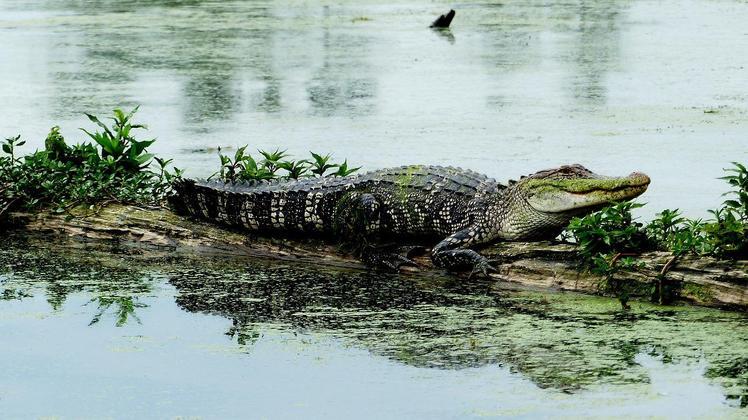Fato número 10: Diferença entre jacaré e crocodilo 
