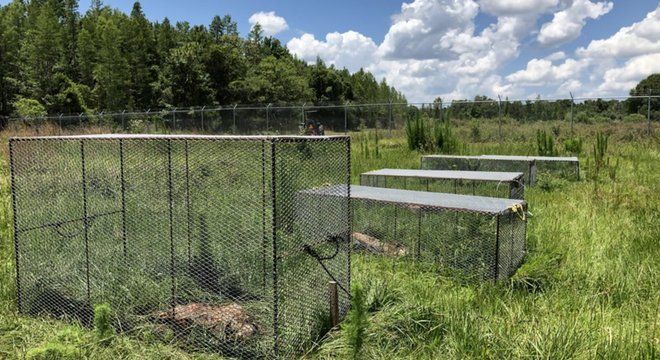 Alguns dos corpos são protegidos por gaiolas para evitar que sejam alvos de aves de rapina Corpos em decomposição