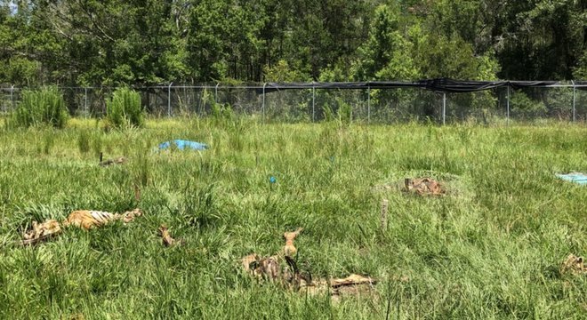  A decomposição dos corpos afeta a terra onde eles se encontram