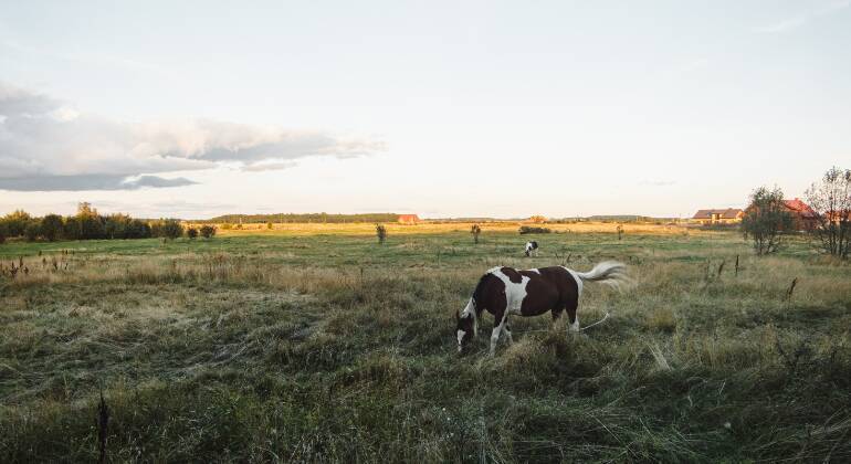 Não se sabe ao certo o que causou a explosão, mas o xerife do condado, Sal Rivera, compartilhou sua teoria do momento. Ele disse que um dos maquinários utilizados para remover o estrume dos celeiros poderia estar superaquecido, e que o gás metano, que é inflamável e está muito presente nos gases das vacas, pode ter entrado em combustão.