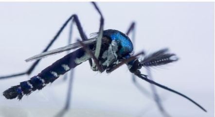 Infeces transmitidas por mosquitos so de difcil diagnstico