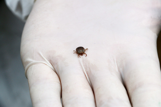 febre maculosa