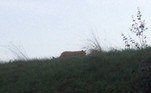 Não se sabe exatamente que espécies de grandes felinos habitam a região, nos subúrbios de Paris. Biólogos não têm pistas concretas, mas alguns deles afirmam que os animais são fruto da ação de grupos de ambientalistas que reintroduziram linces-euroasiáticos em montanhas europeiasNÃO PERCA: Polícia investiga vídeo que pode ter mostrado menina sumida há 6 anos