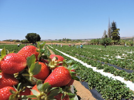 O morango foi o alimento com maior queda no preço em setembro: 21,7%