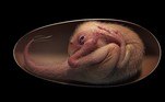 Encontrado embrião preservado de dinossauro prestes a nascerVEJA MAIS