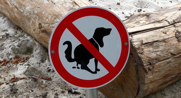 Tutor receberá bolada para cheirar fezes de cão por dois meses