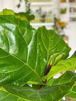 Ficus Lyrata- Mais conhecida como Figueira Lira, esta planta tropical aprecia luz indireta e solo levemente úmido. Ideal para áreas bem iluminadas, como salas de estar. Evite exposição direta ao sol e regue quando o solo estiver seco.