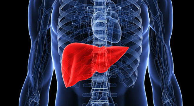 Fígado artificial prolongou a vida de cobaias Fígado artificial prolongou a vida de cobaias