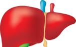 fígado-bile-vesícula