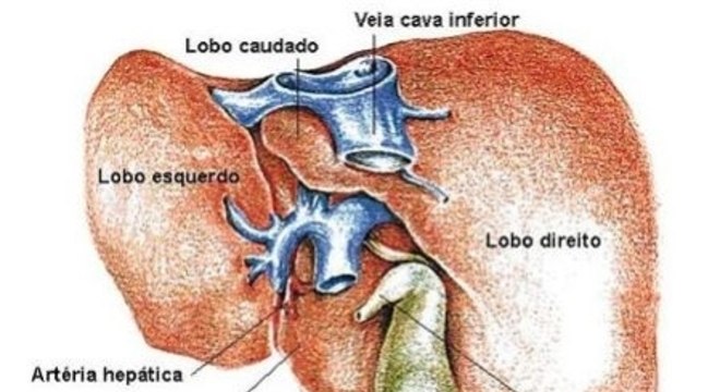 Fígado - Características e funções