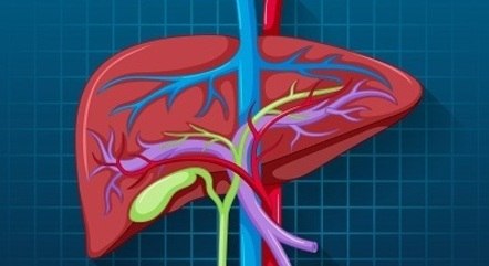 Vírus da hepatite afeta o fígado 