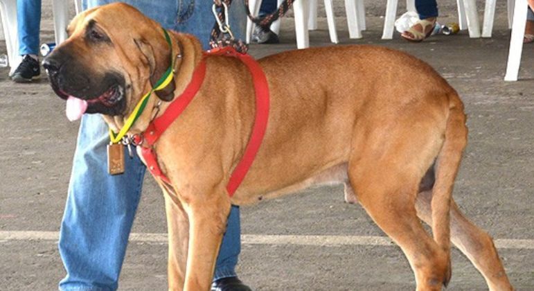 Conheça 7 raças de cachorros que foram criadas no Brasil - Fotos