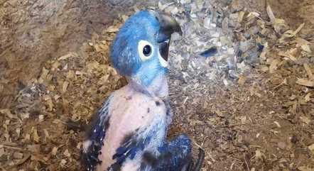 Filhote de arara-azul-grande nasce no Zoológico de Belo Horizonte ...