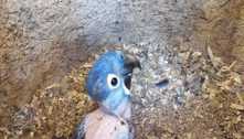 Filhote de arara-azul-grande nasce no Zoológico de Belo Horizonte  