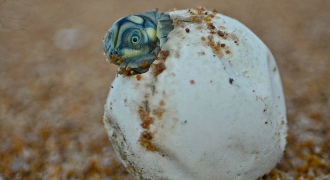 Estudo aponta cerca de 2.000 ninhos de tartaruga nas praias às margens do rio Juruá, na Amazônia 