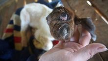 Parece um ciclope: filhote de bode nasce sem nariz e com apenas um olho 