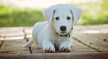 Filhote de cachorro; Alesp aprova projeto sobre venda de animais