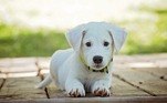 Filhote de cachorro; Alesp aprova projeto sobre venda de animais