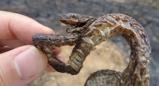 Um filhote de cobra carbonizado por um incêndio florestal