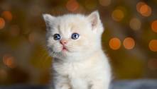 Ver fotos de filhotes fofos de gatos e cães aumenta a produtividade no trabalho, diz estudo