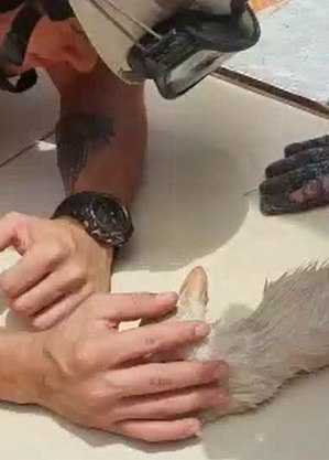 Agente do Corpo de Bombeiros acalma filhote de gato após reanimação