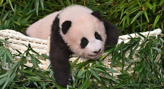  A China cede pandas para outros ao redor do mundo como um gesto de fortalecimento dos laços diplomáticos 