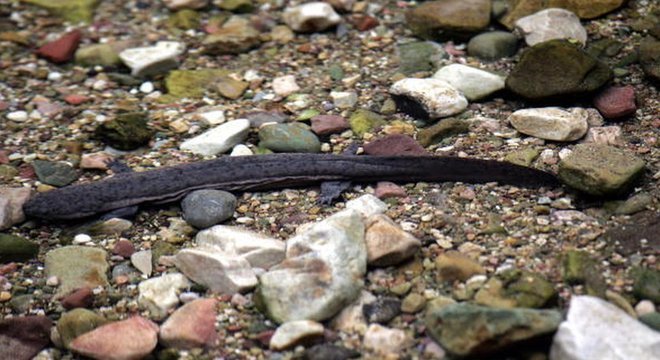 Salamandras-gigantes-da-China são uma das espécies que vivem no rio