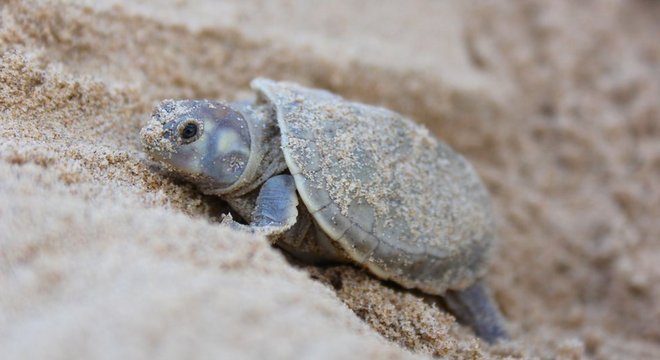 Os projetos de preservação são organizados por ONGs e pela autarquia federal Instituto Chico Mendes de Conservação da Biodiversidade 