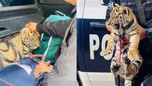 Carga animal: polícia encontra filhote de tigre escondido no meio de malas em carrão