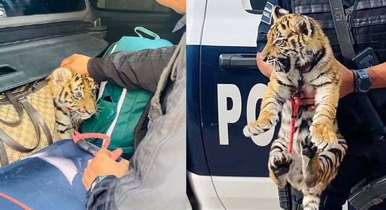 Funcionário de zoológico é mordido por tigre e morre de ataque cardíaco  horas depois - Hora 7 - R7 Hora 7