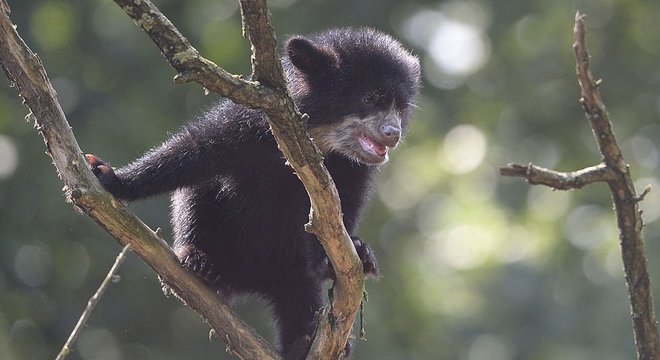 O urso andino, fotografado em um zoológico na Alemanha, é o único urso nativo da América do Sul