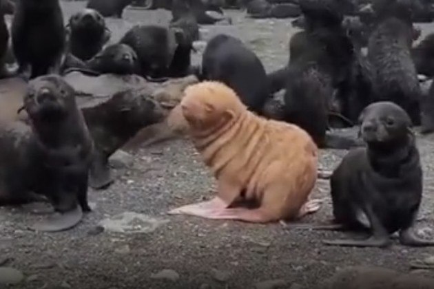 Rato gigante ataca pomba e homem intervém com golpe devastador - Fotos - R7  Hora 7