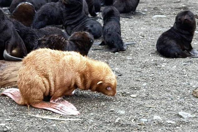 Rato gigante ataca pomba e homem intervém com golpe devastador - Fotos - R7  Hora 7