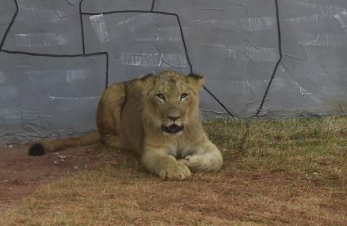 Filhote De Leao E A Nova Atracao Do Zoologico De Guarulhos Sp Noticias R7 Sao Paulo