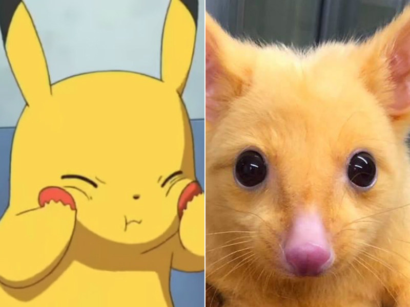 Mais de 70 imagens grátis de Pikachu e Pokémon - Pixabay