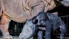 Filhote de rinoceronte com grande risco de extinção nasce na Indonésia