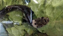 Filhote de serpente venenosa é flagrado dentro de saco de alface