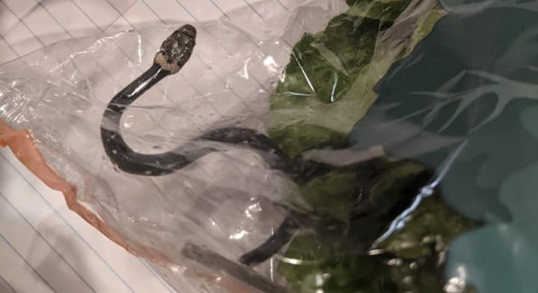 Moradora acionou especialistas em vida selvagem para que a serpente fosse realocada