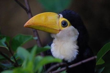 Bebê tucano conquistou o coração dos internautas