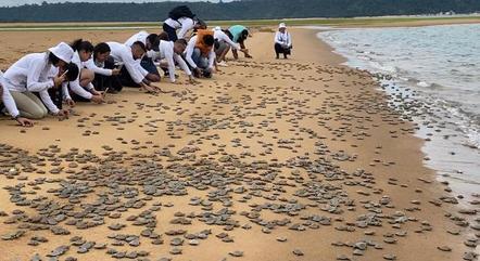 Cerca de 7.500 tartarugas foram devolvidas